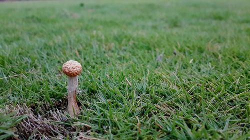 Plant growing on grassy field