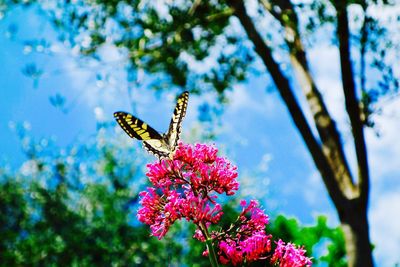 Close-up of butterfly on flowers