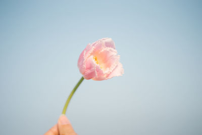 Close-up of hand holding pink flower against white background