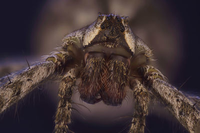 Close-up of spider