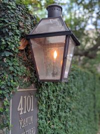 Close-up of illuminated lamp against plants