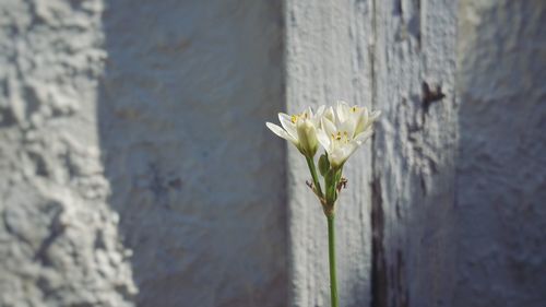 Close-up of white flower