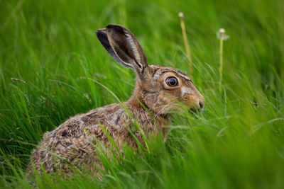 Close-up of lepus europaeus