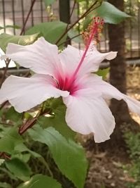 Close-up of white hibiscus blooming outdoors