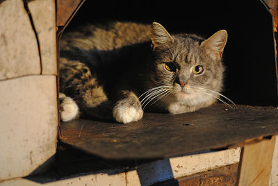 Close-up portrait of cat sitting in old oven