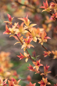 Close-up of orange flowering plant leaves during autumn
