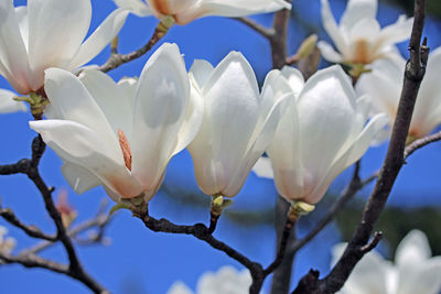 Close-up of fresh white flowers