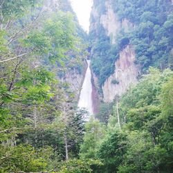 Scenic view of waterfall in forest