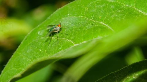 Close-up of insect on leaf