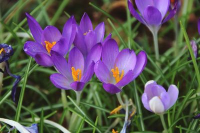 Close-up of purple flowers blooming in field