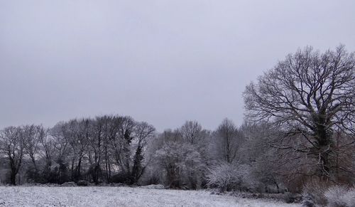 Bare trees on field against clear sky