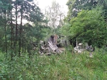 Built structure on land against trees in forest