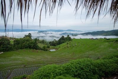 Pa-pong-peang terraced rice fields north thailand.