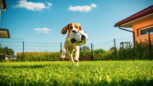 View of a dog with soccer ball on field