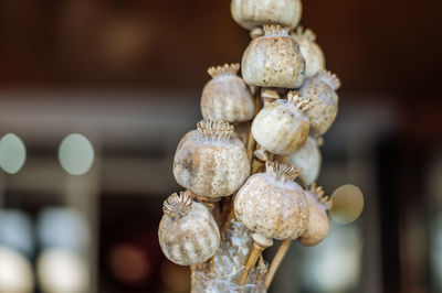 Close-up of shells for sale