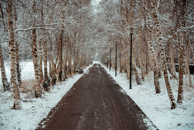 Snow covered land amidst trees in forest in munich