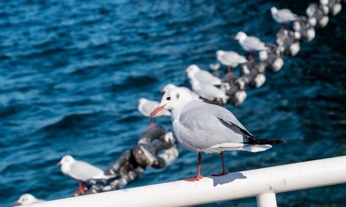 Seagull perching on sea shore