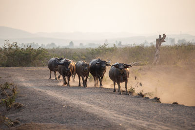 Horses on road