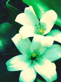 Close-up of flower blooming outdoors