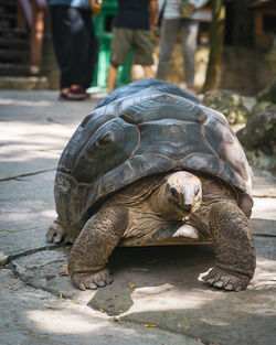 Big giant tortoise walking on the ground.