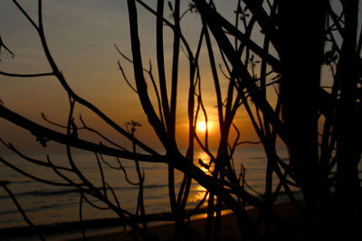 Close-up of silhouette plants against sky during sunset