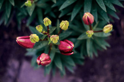 Close-up of red flowering plant