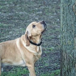 Close-up portrait of dog