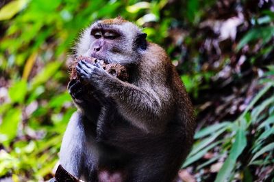 Close-up of monkey looking away while sitting on land