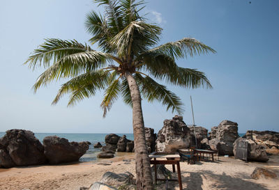 Palm trees on rock by sea against sky