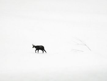 Side view of a horse on snow covered land