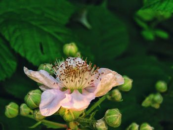 Close-up of insect on flower blooming outdoors