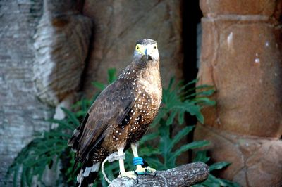 Close-up of eagle perching on wood