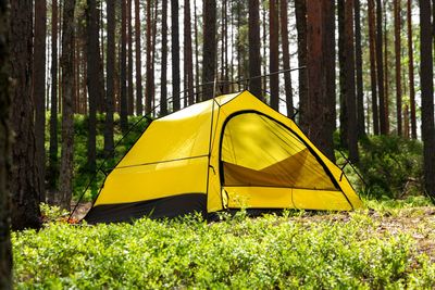 Yellow tent by plants in forest