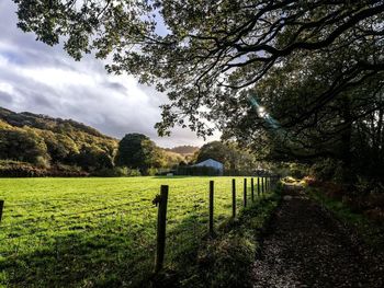 Trees growing on field against sky