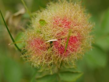 Close-up of cactus plant
