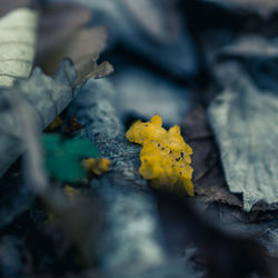 Close-up of yellow flowers