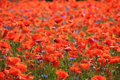 Close-up of red poppy flowers in field