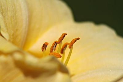 Macro shot of flowering plant