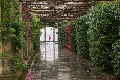 Walkway amidst trees and plants