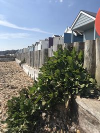 Plants growing on field by buildings against sky on sunny day