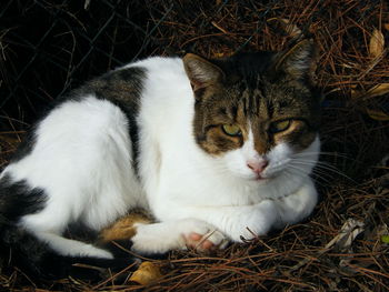 Close-up of a cat resting on field