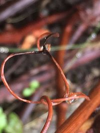 Close-up of insect on plant