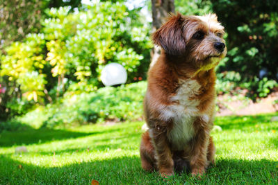 Dog looking away on field