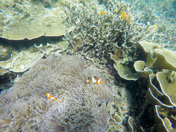 Fish swimming in sea