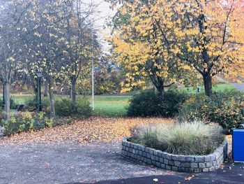 Trees in park during autumn