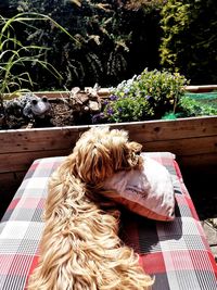 View of a dog resting on tree