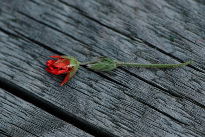 Close-up of insect on wooden plank