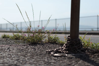 Close-up of flowering plants on road
