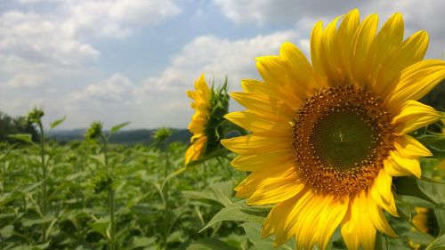 Close-up of sunflower blooming on field against sky