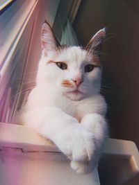 Close-up portrait of a cat